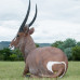Wildcrete Waterbuck bedded